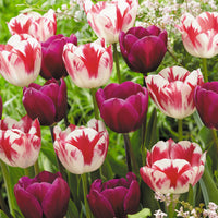 16x Tulipe Tulipa - Mélange 'Flames At Night' Violet-Rouge-Blanc