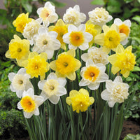 20x Narcisse Narcissus - Mélange 'Hello Spring!'