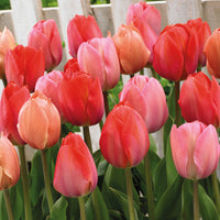 25x Tulipe Tulipa - Mélange 'Hello Spring' rouge Rouge-Orangé-Rose