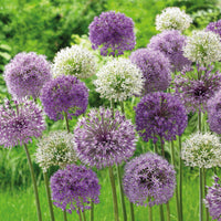 20x Ail d'ornement Allium - Mélange 'Hello Spring' violet