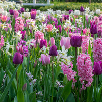 24x Tulipes, narcisses et jacinthes - Mélange 'Ratatouille' violet-rose