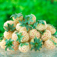 2x  fraise ananas Fragaria 'Pineberry' Blanc-Rouge - Bio