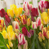 12x Tulipe Tulipa - Mélange 'Multiflora' Rouge-Jaune-Blanc