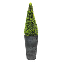 Buxus sempervirens pyramidal avec un haut pot de fleurs noir