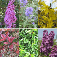 6x Haie de printemps et d'hiver - Mélange