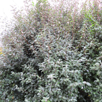 Chalef de Ebbing Elaeagnus ebbingei