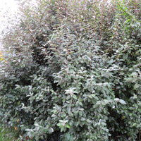 Chalef de Ebbing Elaeagnus ebbingei