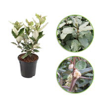 Chalef de Ebbing Elaeagnus ebbingei