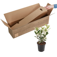 Chalef de Ebbing Elaeagnus ebbingei