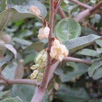 Chalef de Ebbing Elaeagnus ebbingei