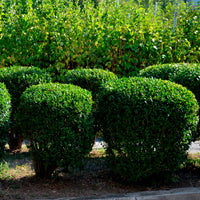Troène Ligustrum ovalifolium
