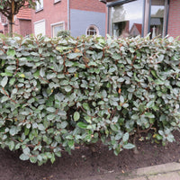 Chalef de Ebbing Elaeagnus ebbingei