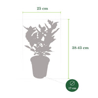 Chalef de Ebbing Elaeagnus ebbingei