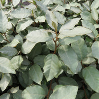 Chalef de Ebbing Elaeagnus ebbingei