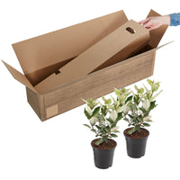 Chalef de Ebbing Elaeagnus ebbingei