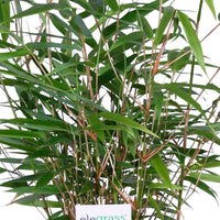 Bambou Fargesia rufa avec pot décoratif
