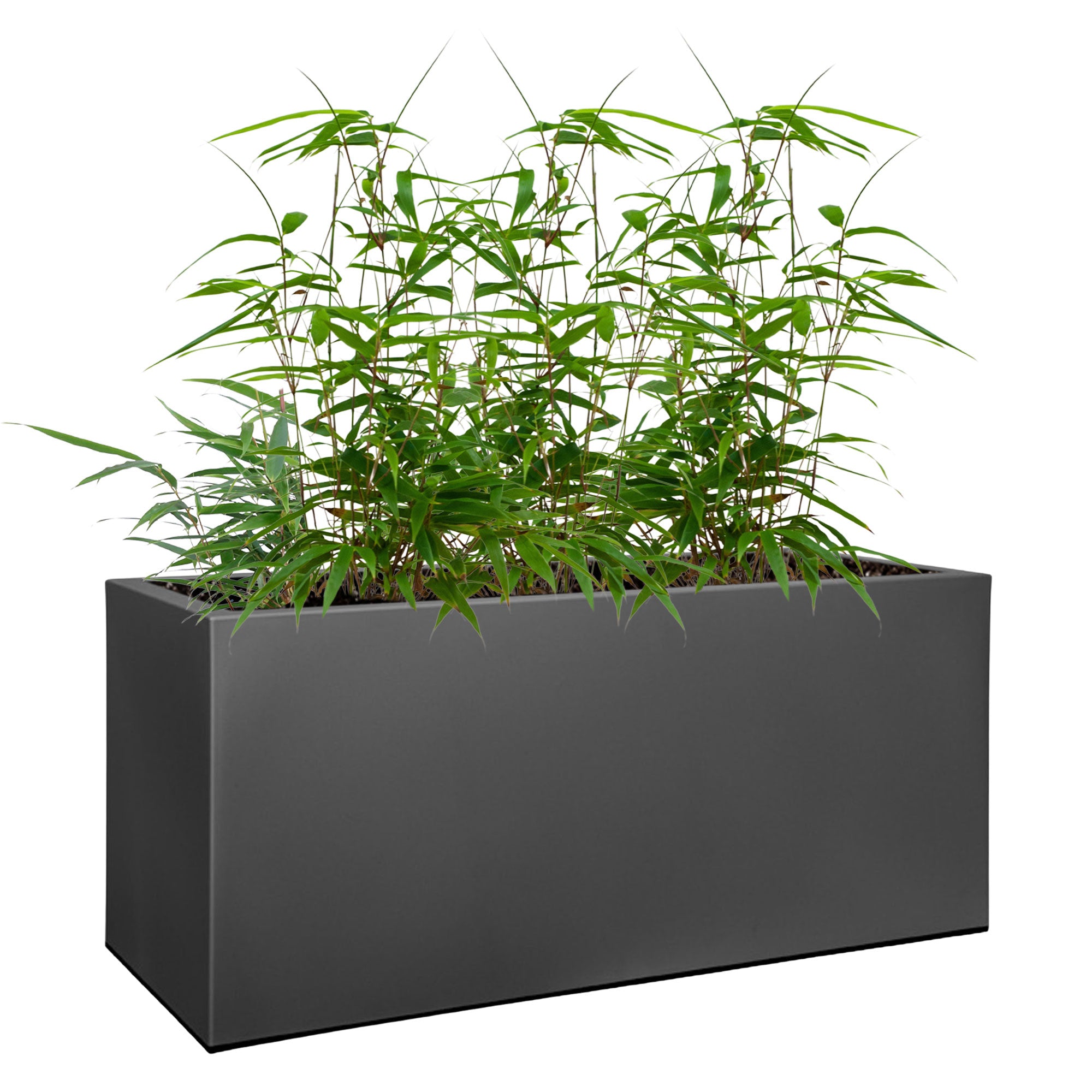 Bambou Fargesia Rufa - Lot De 3 Plants Non-Envahissants - Haie Persistante Résistante Au Froid