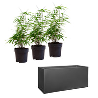 3 Bambou Fargesia rufa avec cache-pot noir