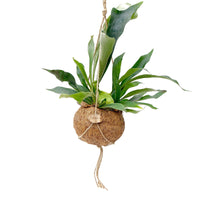 Kokodama Fougère Corne de Cerf Platycerium bifurcatum  - Plante suspendue