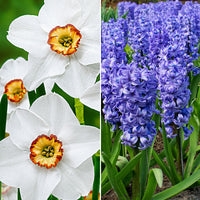 30x Pack de bulbes de fleurs 'Abeilles et papillons heureux' bleu-blanc
