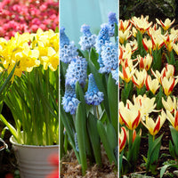 88x Pack de bulbes de fleurs '60 jours de floraison de février à avril' orangé