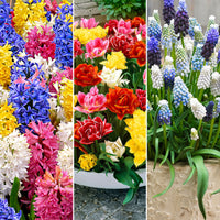 80x Pack de bulbes de fleurs '60 jours de floraison de mars à mai'