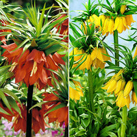 4x Pack de bulbes de fleurs 'Grands seigneurs' orangé-jaune