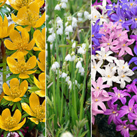 80x Pack de bulbes de fleurs 'Mini plantes magiques' violet-jaune-blanc