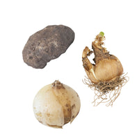 80x Pack de bulbes de fleurs 'Mini plantes magiques' violet-jaune-blanc