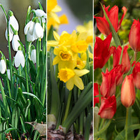 80x Pack de bulbes de fleurs 'Oiseaux matinaux' blanc-jaune-rouge