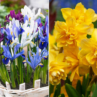 50x Pack de bulbes de fleurs 'Jardin plein de narcisses et d'iris' jaune-violet