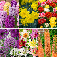 81x Pack de bulbes de fleurs '120 jours de floraison de février à août'