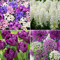 88x Pack de bulbes de fleurs '90 jours de floraison de mars à juin' violet-blanc