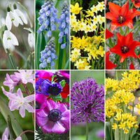 200x Pack de bulbes de fleurs 'Une grande variété'
