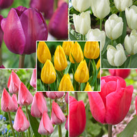 300x Pack de bulbes de fleurs 'Tulipes et autres'