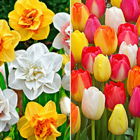 40x Tulipe et narcisse - Mélange 'Colour carousel'