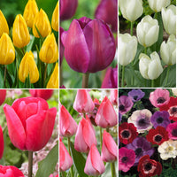 80x Anémone et tulipe - Mélange 'Jardin Joyeux'