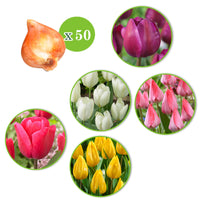 80x Anémone et tulipe - Mélange 'Jardin Joyeux'