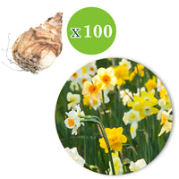 150x Narcisse et tulipe - Mélange 'Jardin de Printemps'
