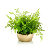 Plante artificielle Aloë Vera fern vert avec cache-pot doré