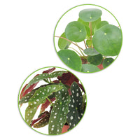 1x Begonia maculata + 1x Plante à monnaie chinoise Pilea peperomioides