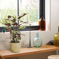 Plante de l'ombre Calathea 'White Star' avec panier en osier naturel