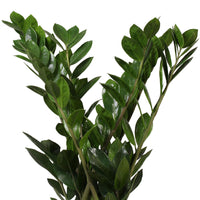 Plante ZZ Zamioculcas zamiifolia avec panier en osier naturel