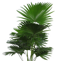 Palmier Livistona rotundifolia avec panier en osier naturel