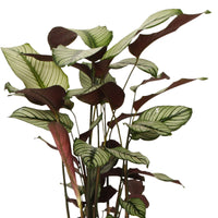 Plante de l'ombre Calathea 'White Star' avec panier en osier gris