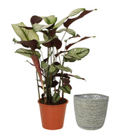 Plante de l'ombre Calathea 'White Star' avec panier en osier gris