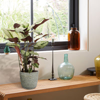 Plante de l'ombre Calathea 'White Star' avec panier en osier gris