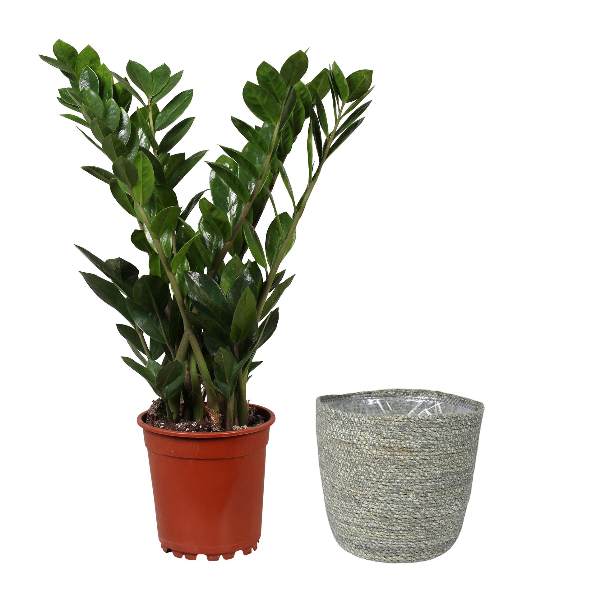 plante zz rempotage Achetez maintenant une plante d'intérieur Plante ZZ Zamioculcas zamiifolia avec panier en osier gris