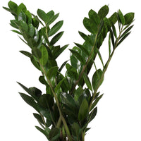 Plante ZZ Zamioculcas zamiifolia avec panier en osier gris
