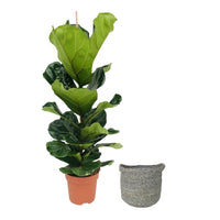 Plante à tabac Ficus lyrata avec panier en osier gris